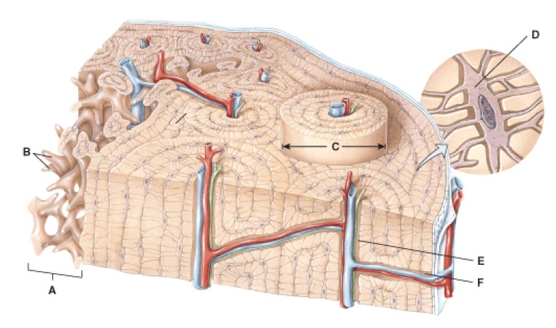 Compact Bone Diagram Unlabeled - Unlabeled Skull Diagram — UNTPIKAPPS